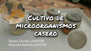 Cultivo de microorganismos casero [upl. by Volpe]