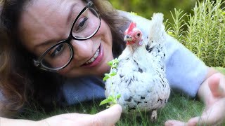 Grow an ENTIRE HERB GARDEN for Your CHICKENS 🌱🐔❤️ [upl. by Nadia]