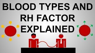 Blood Types and Rh Factor Explained [upl. by Lupe]