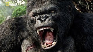 National Geographic Documentary  Mountain Gorilla  BBC Nat Geo Wild [upl. by Aenehs]