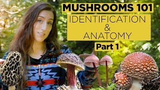 Mushrooms 101 Identification and Anatomy  Part 1 [upl. by Axia]