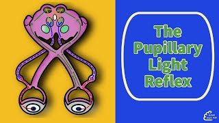 The Pupillary Light Reflex [upl. by Hagar799]