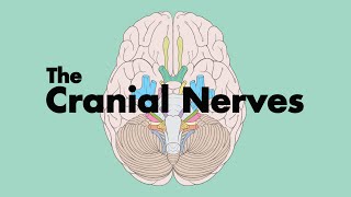 How to Remember the Cranial Nerves Mnemonic  MEDZCOOL [upl. by Bamberger]