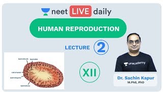 Human Reproduction  Lecture 2  Class 12  Unacademy NEET  LIVE DAILY  NEET Biology  Dr Sachin [upl. by Leizo]