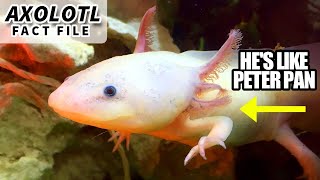 Axolotl Facts the PETER PAN Salamander 🦎 Animal Fact Files [upl. by Ahsiner]