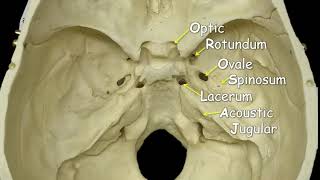 Cranial Foramina  Mnemonic Phrase [upl. by Rockwell]