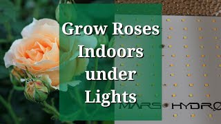 Grow Roses Indoors Under Lights Mars TS 1000W LED Grow [upl. by Longan]