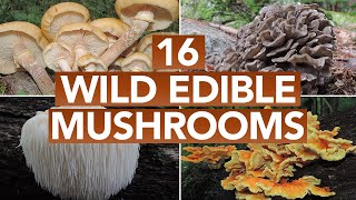 16 Wild Edible Mushrooms You Can Forage This Autumn [upl. by Eilama145]