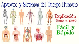 👤Aparatos y Sistemas del Cuerpo Humano  Fácil y Rápido  BIOLOGÍA [upl. by Islaen461]