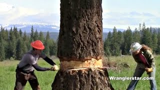 Felling Giant Tree With Crosscut Saw [upl. by Shir5]