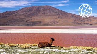 Bolivia Altiplano amp Salar de Uyuni Amazing Places 4K [upl. by Atteuqal]