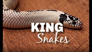 King Snake Care and Maintenance [upl. by Ytak]