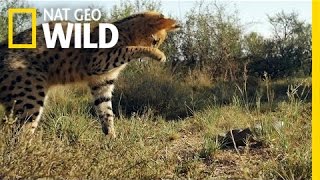 Serval vs Snake  South Africa [upl. by Noled607]