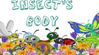 Dr Jean  Insects Body  Sing and Learn about Bugs with Dr Jean [upl. by Introc]