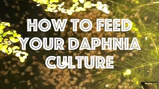 How To Feed Your Daphnia Culture [upl. by Aicilyt284]