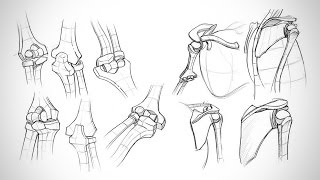 Anatomy Critiques  Types of Joints [upl. by Etnor556]