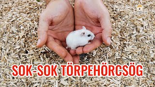 🐹 Dzsungáriai törpehörcsög wwwhorcsogfalvahu 🐹 [upl. by Aihsel969]