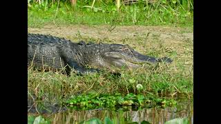 Lake Apopka Wildlife Drive 2825 [upl. by Xylia539]