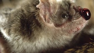 How Vampire Bats Suck Blood for 30 Minutes Unnoticed [upl. by Llenra57]