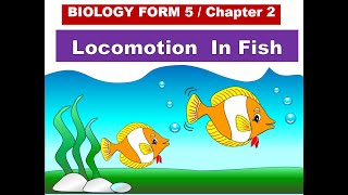 Biology Form 5 Chapter 2 21 Locomotion In Fish [upl. by Anelehs]