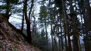 2 HOURS – Windy Woods Sleepy Forest Sounds White Noise ASMR [upl. by Schlicher717]