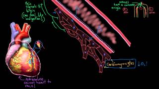 Khan Academy  Pathophysiology of Acute Myocardial Infarction Heart Attack [upl. by Keiko]