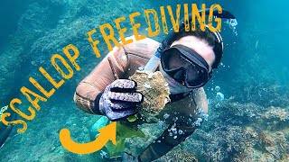 Southern California Rock Scallop Freediving Tips and Tricks [upl. by Eilime]