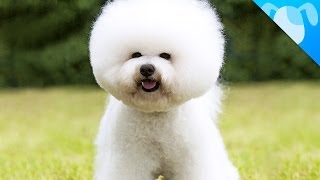 Bichon Frisé Facts [upl. by Enirol]