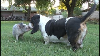 Rescue Pig Meets Basset Hounds [upl. by Asabi695]