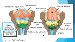 9 DESARROLLO DE LA LENGUA [upl. by Harriet]