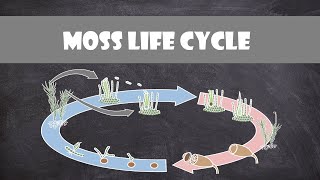 Moss Life Cycle Bryophyte  Plant Biology [upl. by Oslec]