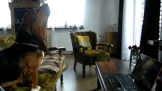 Basset hounds howling with Mishka HD [upl. by Akinad]