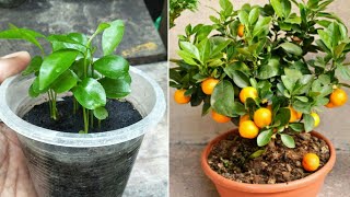 How to grow mandarin tree from seeds  fast and easy way [upl. by Wesla]