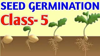 SEED GERMINATION  Class5  Science OLYMPIAD [upl. by Nerual905]