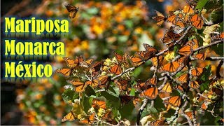 La Mariposa Monarca ★ Documental Mexicano 🌷 🌟 [upl. by Nnairet]