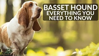 BASSET HOUND 101 Everything You Need To Know About Owning A Basset Hound Puppy [upl. by Bozovich]