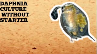 HOW TO CULTURE DAPHNIA NATURALLY WITHOUT A STARTER [upl. by Argus]