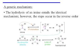 Imine Formation and Hydrolysis [upl. by Miguelita799]