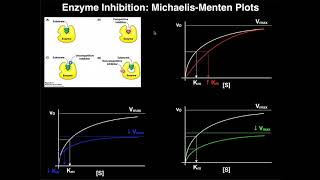 How is melanoma treated with immunotherapy [upl. by Thordis]