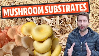 Understanding Mushroom Substrates What Do Mushrooms Grow On [upl. by Ahens]