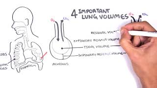 Lung Function  Lung Volumes and Capacities [upl. by Henka]