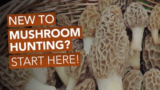 New To Mushroom Hunting Start Here [upl. by Ameline]