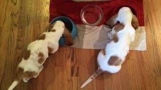 Basset Hound Puppies First Week Home [upl. by Eberle504]