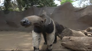 Giant Anteaters Looks Can Be Deceiving [upl. by Dorren847]