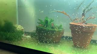 Daphnia Culturing Snails or no snails [upl. by Everara]