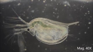 Daphnia magna under the Microscope [upl. by Llesig]