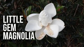 Little Gem Magnolia  Fragrant Evergreen Dwarf Tree [upl. by Aemat]