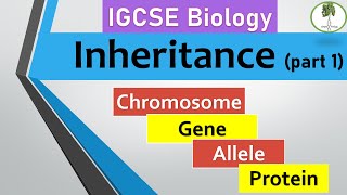 inheritance part 1 Chromosomes genes alleles IGCSE biology [upl. by Kevin]