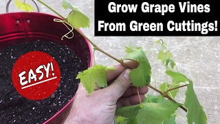 How To Regrow Grape Vines From Fresh Cuttings [upl. by Palila]