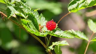 salmonberry  Rubus spectabilis Identification and characteristics [upl. by Lyudmila18]